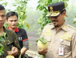 Panen Pertama Melon Intanon di Cianjur: Profit yang Menarik!