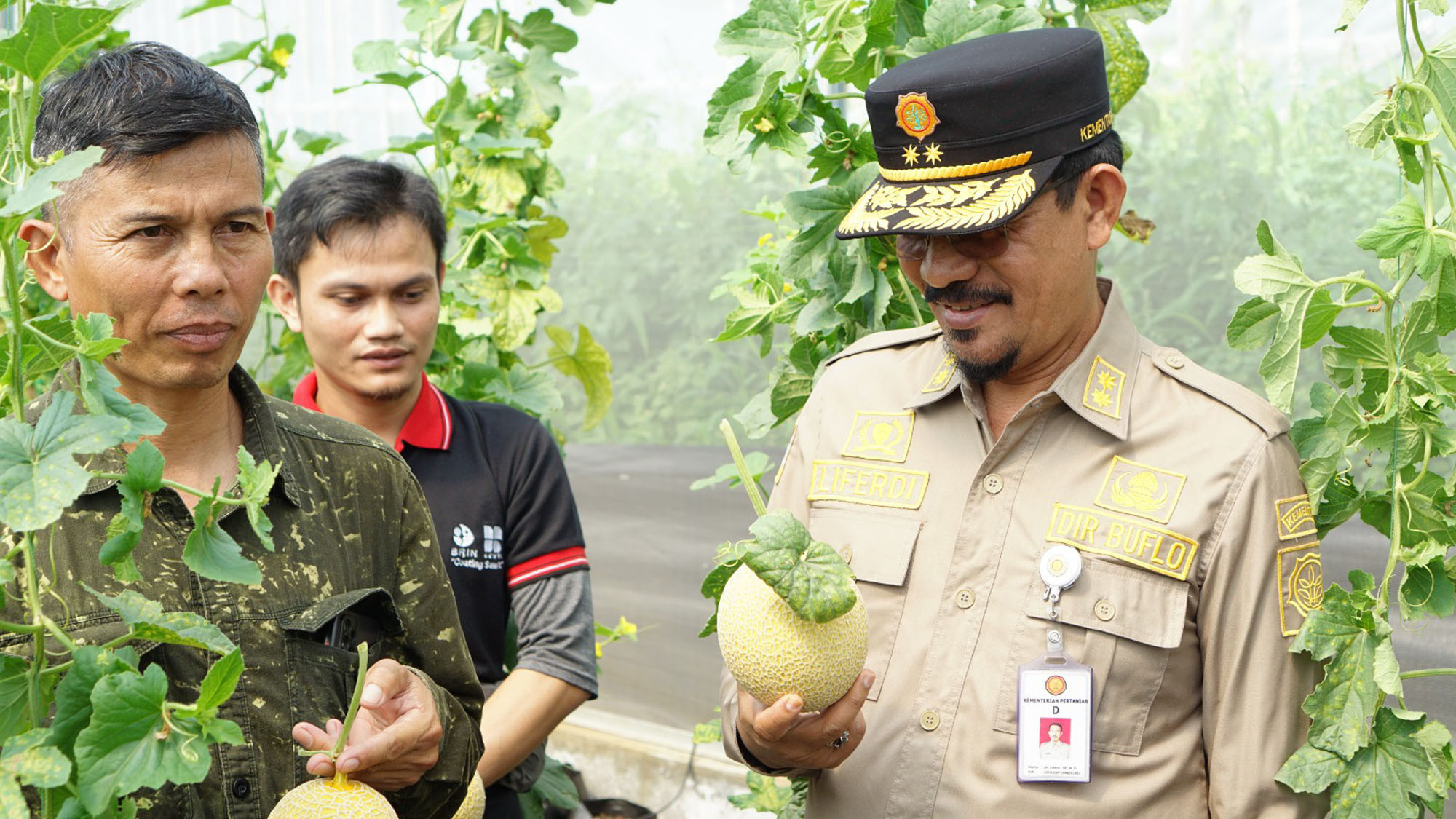 Panen Pertama Melon Intanon di Cianjur: Profit yang Menarik!