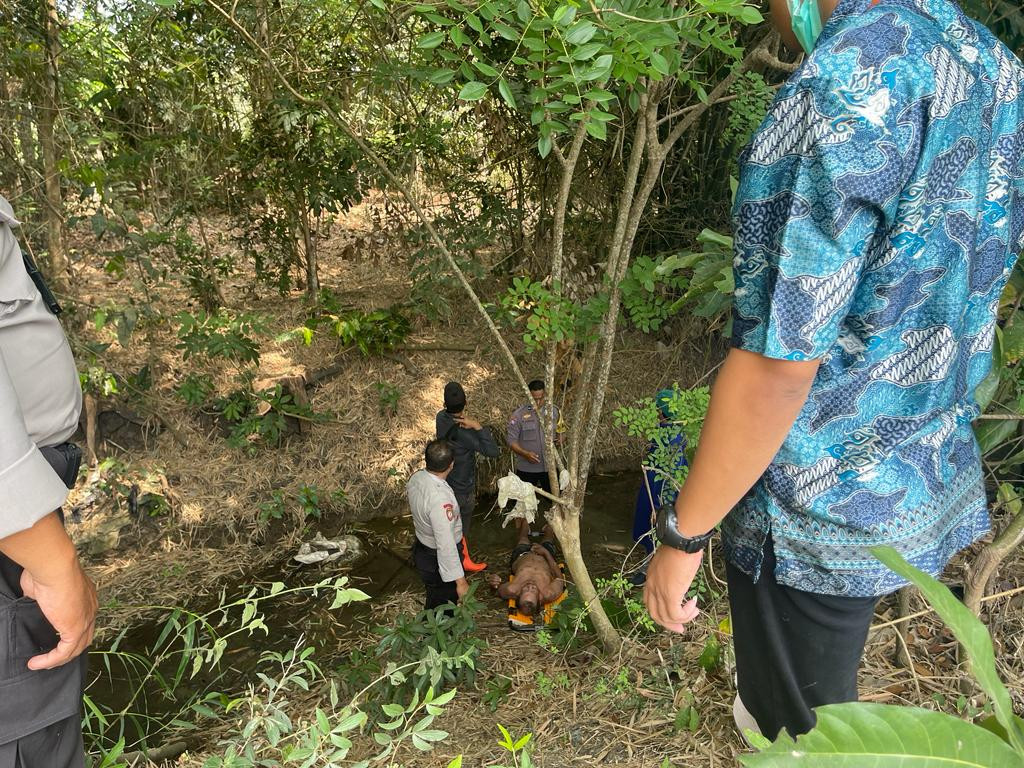 Warga Bantul Tersengat Lebah dan Tersiar Hingga Pingsan