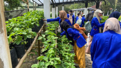 Edukasi Kebun Raya Cibodas: Cara Menanam Biji dan Sayuran ala Petani di Kelas Belajar