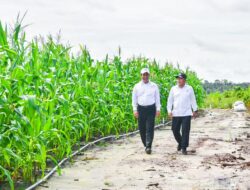 Kunjungi Food Estate di Gunung Mas, Mentan Amran: Investasi untuk Masa Depan Pangan Nasional