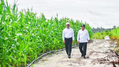 Kunjungi Food Estate di Gunung Mas, Mentan Amran: Investasi untuk Masa Depan Pangan Nasional