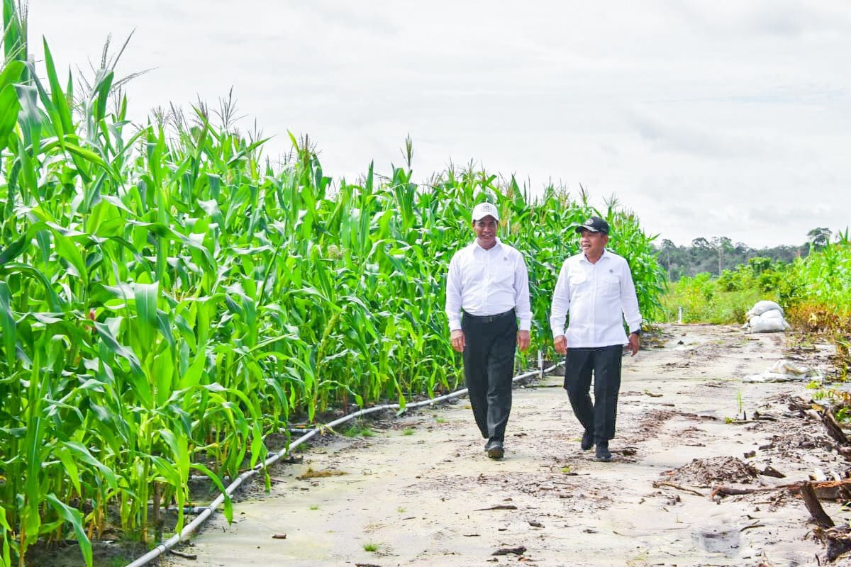 Kunjungi Food Estate di Gunung Mas, Mentan Amran: Investasi untuk Masa Depan Pangan Nasional