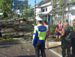 Dua Pengendara Motor Tewas Setelah Pohon Tumbang di Malang