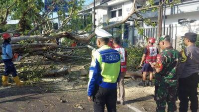 Dua Pengendara Motor Tewas Setelah Pohon Tumbang di Malang