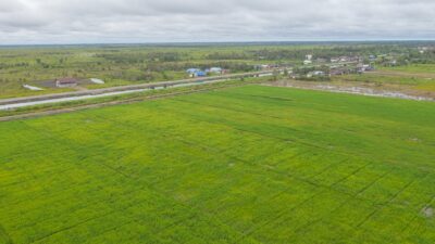 Mensyaratkan Jubir Anies Sebut Food Estate sebagai Program Pro-Korporasi yang Salah Kaprah