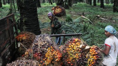 PalmCo Bermitra dengan Petani di Seluruh Indonesia untuk Menyasar Peremajaan Sawit Rakyat Hingga 60 Ribu Ha