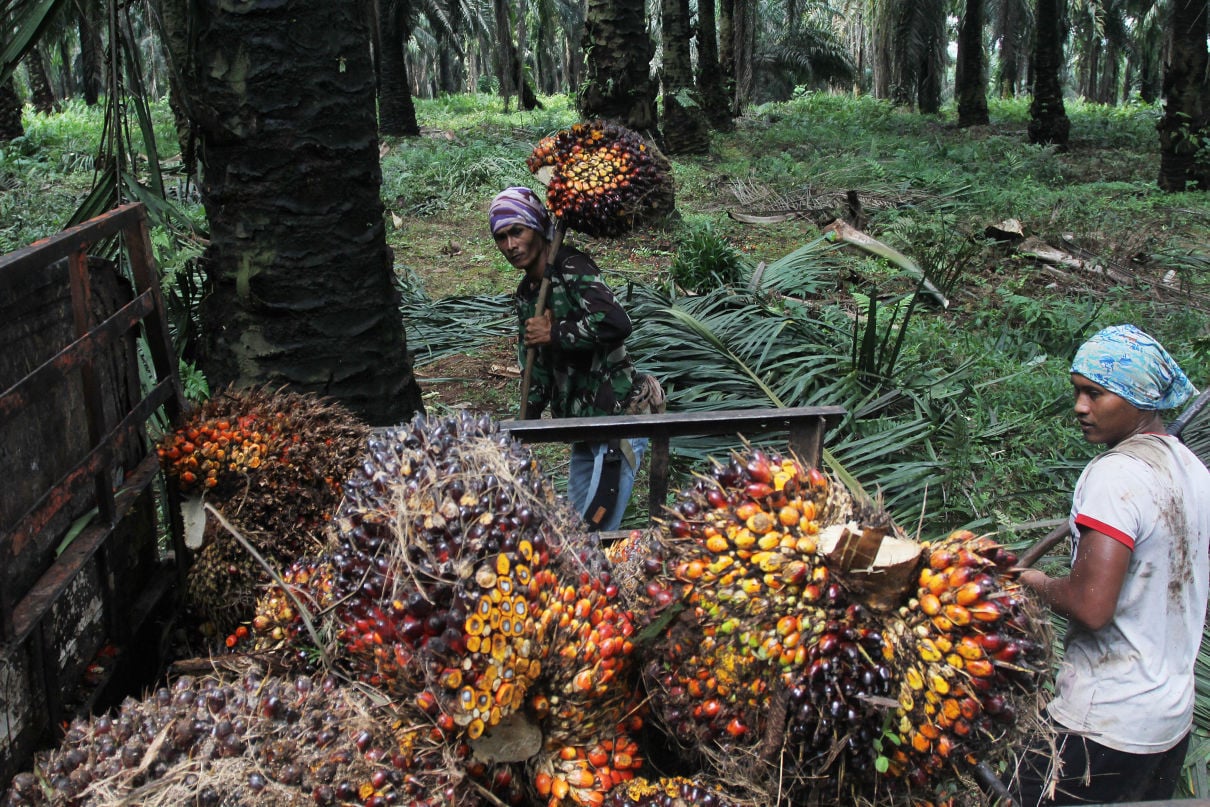 PalmCo Bermitra dengan Petani di Seluruh Indonesia untuk Menyasar Peremajaan Sawit Rakyat Hingga 60 Ribu Ha