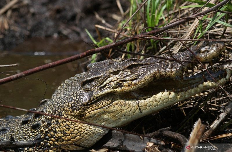 Mudianto Diserang Buaya di Sungai Air Hitam Mukomuko, Kondisinya Sangat Serius