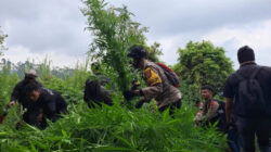 Polisi Kembali Menemukan 10.000 Tanaman Ganja di Lereng Gunung Semeru