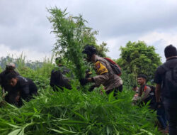 Polisi Kembali Menemukan 10.000 Tanaman Ganja di Lereng Gunung Semeru