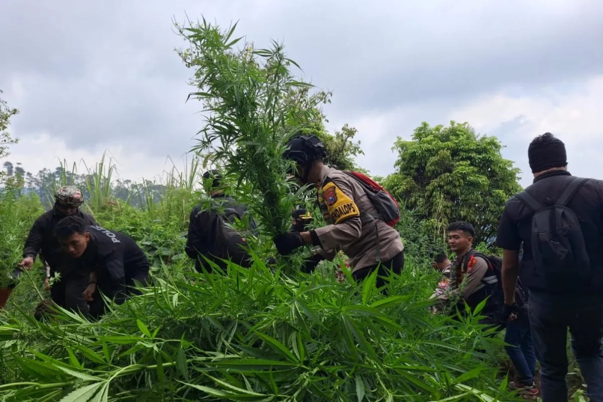 Polisi Kembali Menemukan 10.000 Tanaman Ganja di Lereng Gunung Semeru