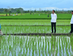 Aktivis Papua mendesak untuk menghentikan proyek pengembangan satu juta hektar sawah di Merauke