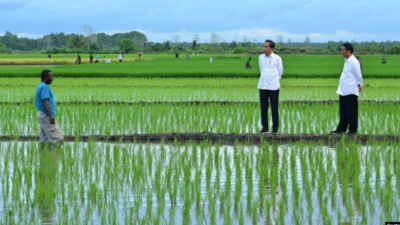 Aktivis Papua mendesak untuk menghentikan proyek pengembangan satu juta hektar sawah di Merauke