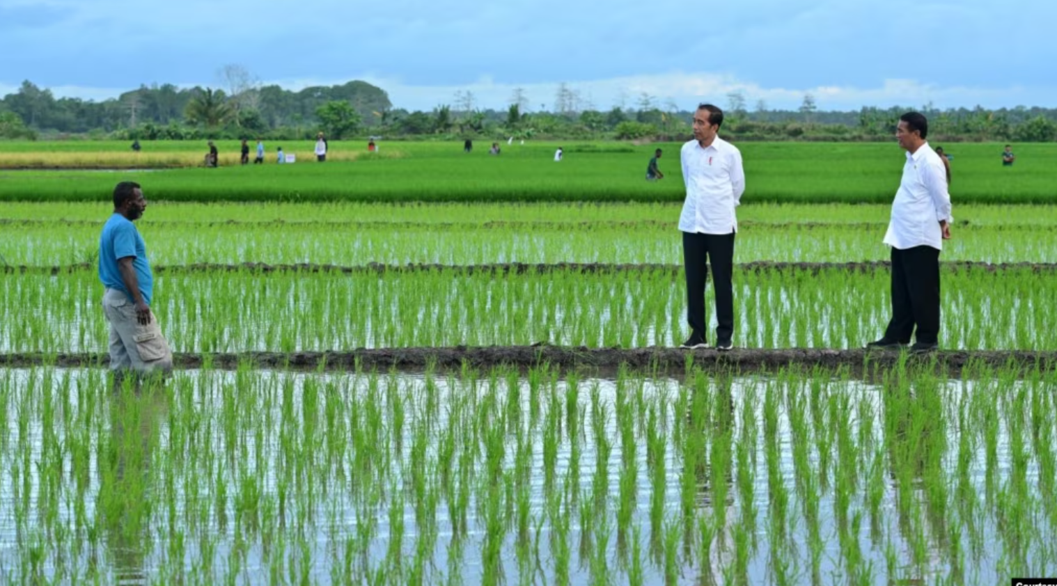 Aktivis Papua mendesak untuk menghentikan proyek pengembangan satu juta hektar sawah di Merauke