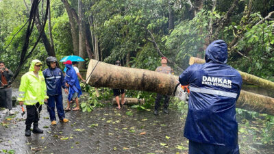 Bali Diterjang Cuaca Buruk: Waspada Pohon Bertumbangan